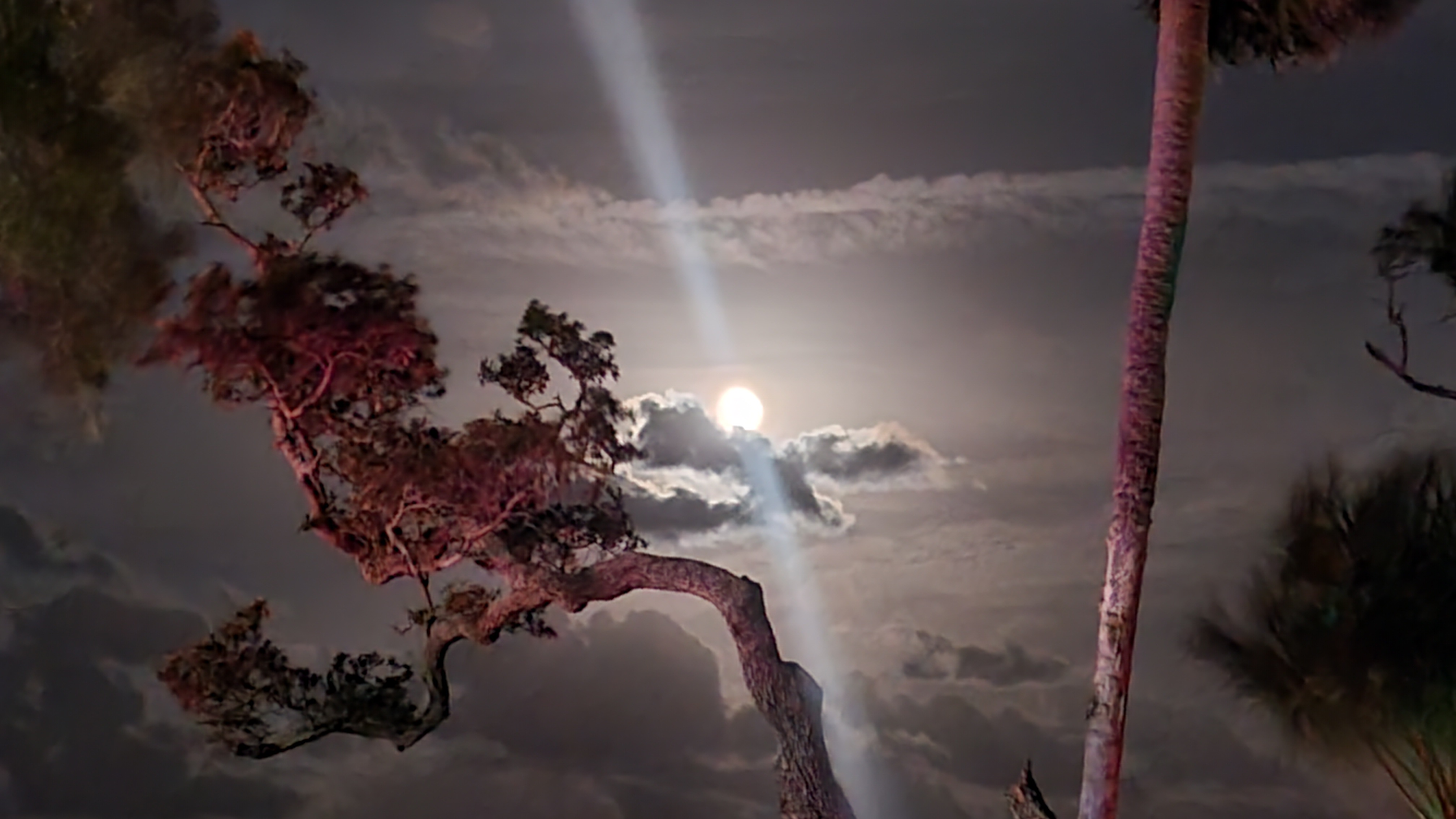 moon through the trees